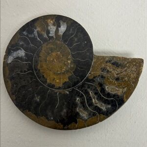 Natural Ammonite Fossil Mineral